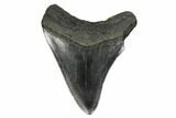 Fossil Megalodon Tooth - South Carolina #170553-1